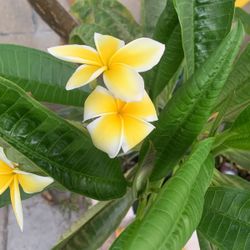 Plumeria Cuttings One To Three Feet’s Long Only $ 5 Dollars A Piece
