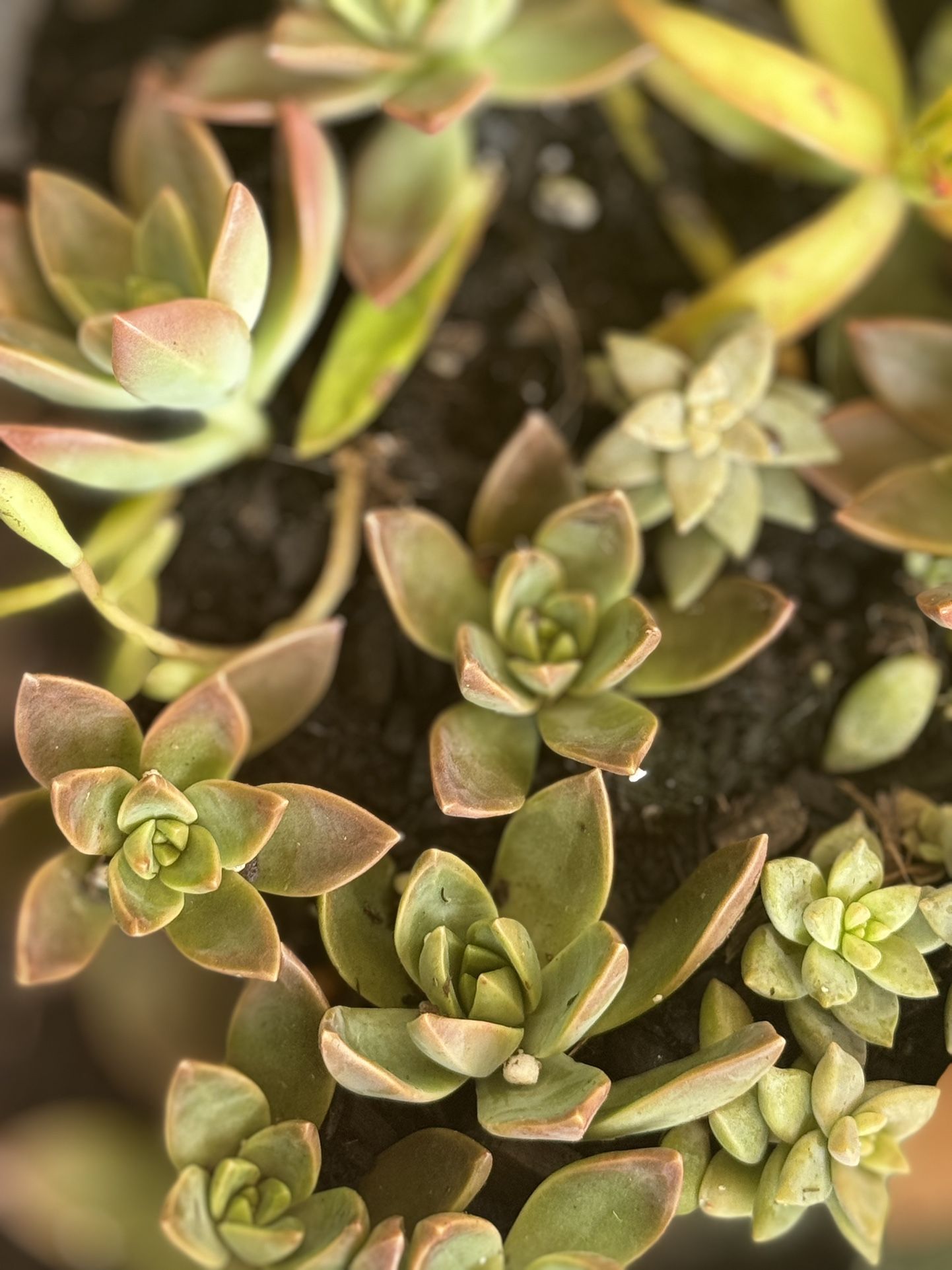 10 Succulents Randomly Selected Clippings As Seen.