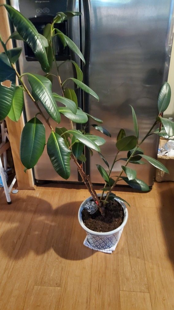 4-1/2 Ft Rubber Plant