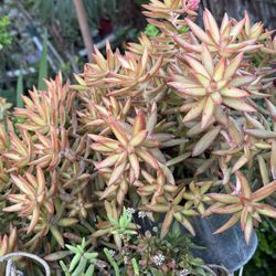 Succulent Arrangements- Solid Or Varieties 
