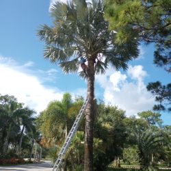 Tree Trimming 