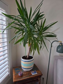 Yucca tree in ceramic pot