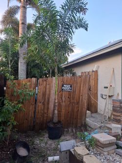 Foxtail palm 🌴