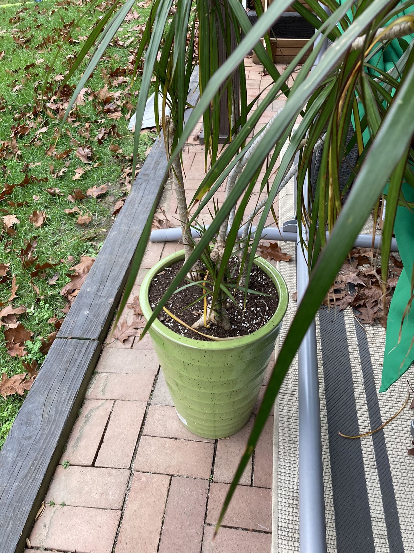 Dragon Tree With Pot, Dracaena Draco Plant