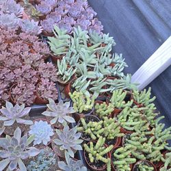 Echeverias & Succulent 