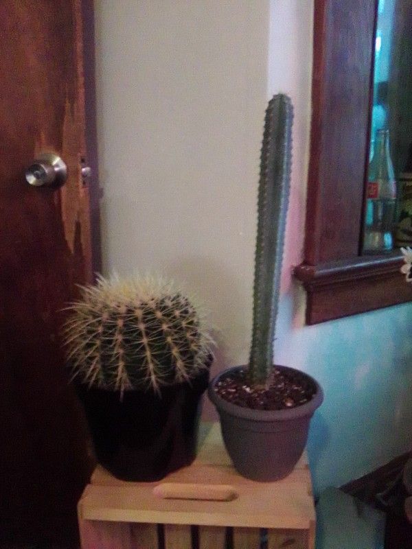 Cactus 