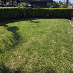 Barrel Wood Hedge Fully Matured Easy To Remove And Transplant...