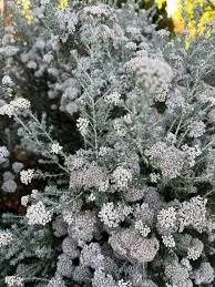 Ozothamnus Silver jubilee