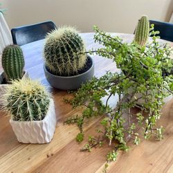 Set Of 4 Planters And Cactus/succulents 