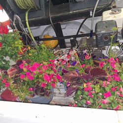 Flowers In Pots 