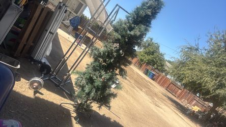 Christmas 🎄 tree