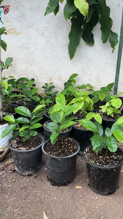 Planta guanabana