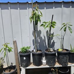 Plantas De Agucate