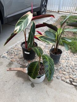 Low light indoor plants. Stromanthe plant, velvet Calathea and grey star big plants bundle.