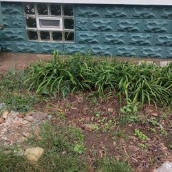 Day Lilies