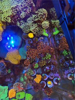 Various fake reef tank coral decorations