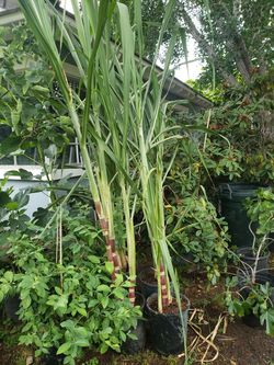 Sugarcane Tree