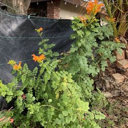 Honey Suckle Plant 15$