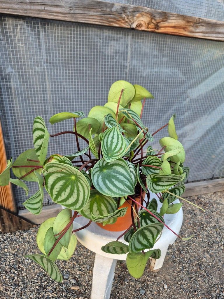 Peperomia Watermelon Plant 6" Pot