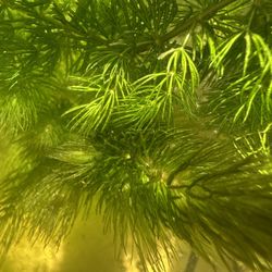 Hornworts “Anthocerotophyta”