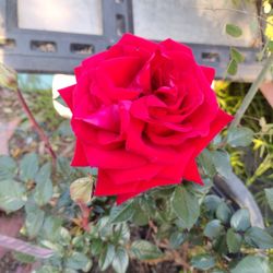 RED ROSE BUSH 🌹