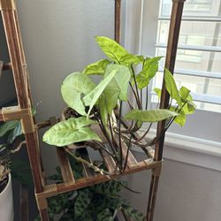 Arrowhead Plant With Skull Plant