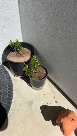 Pomegranate Plant