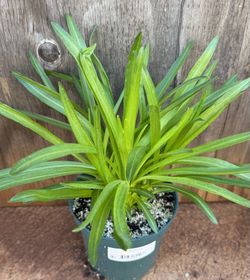 Liatris Flower Plant