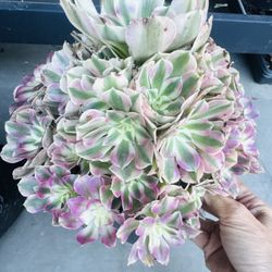 Aeonium Princess Long Leaves
