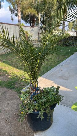 Palm tree
