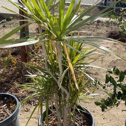Madagascar Dragon Tree