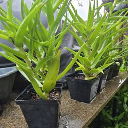 Climbing Aloe Plants