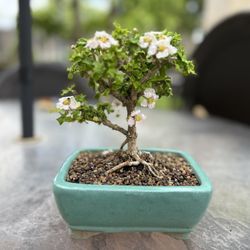 Bonsai Tree