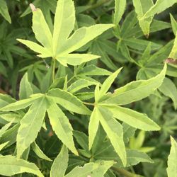 ‘Hoshi Kuzu’ rare variegated Japanese maple tree —