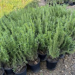 Rosemarys Plant’s $12 each / Romeros $12