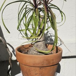 Planted Pot of PONYTAIL PALM