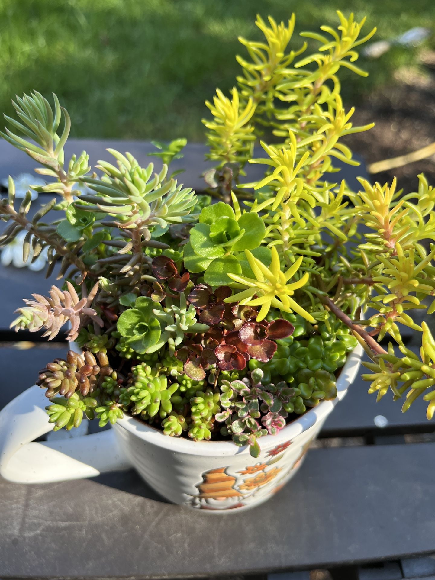 Outdoor Succulent Arrangement