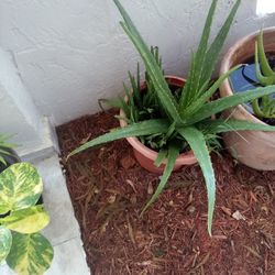 Planta Medicinal
