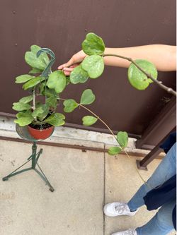 6” hoya Kerri splash w/2 plants