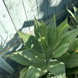 Brand New 15gal Foxtail Agaves, Outdoor Plants, Succulents, Plantas En Venta