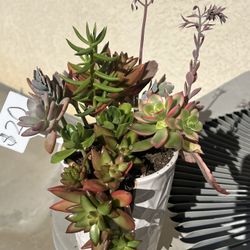 Succulent 