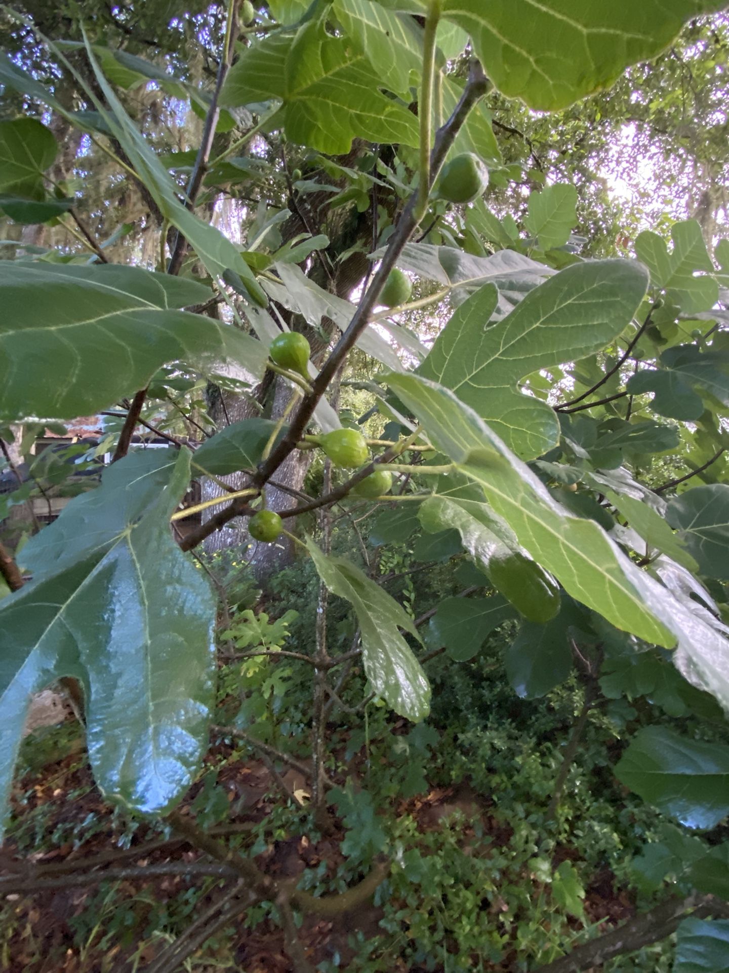 FS: Fig Saplings