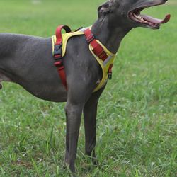 Adjustable Reflective Dog Harness: Breathable, Multi - Color Outdoor Vest