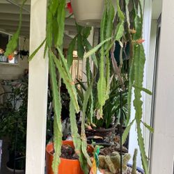 Cacti Plant