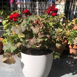 Geraniums For Sale Plants For Sale