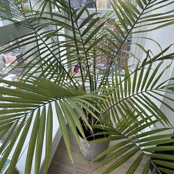 Palm