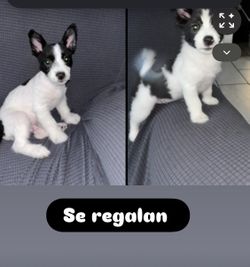 Se regala