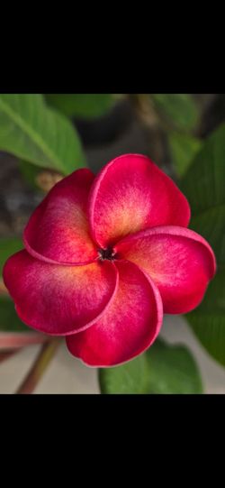 SK Dancing Pinky Plumeria