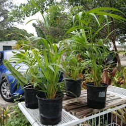 Areca Palms Landscape Plant Potted Houseplant