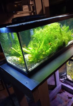 Fishtanks one 30galons and one 20galons  selling them with everything in the pictures..both tank $100
